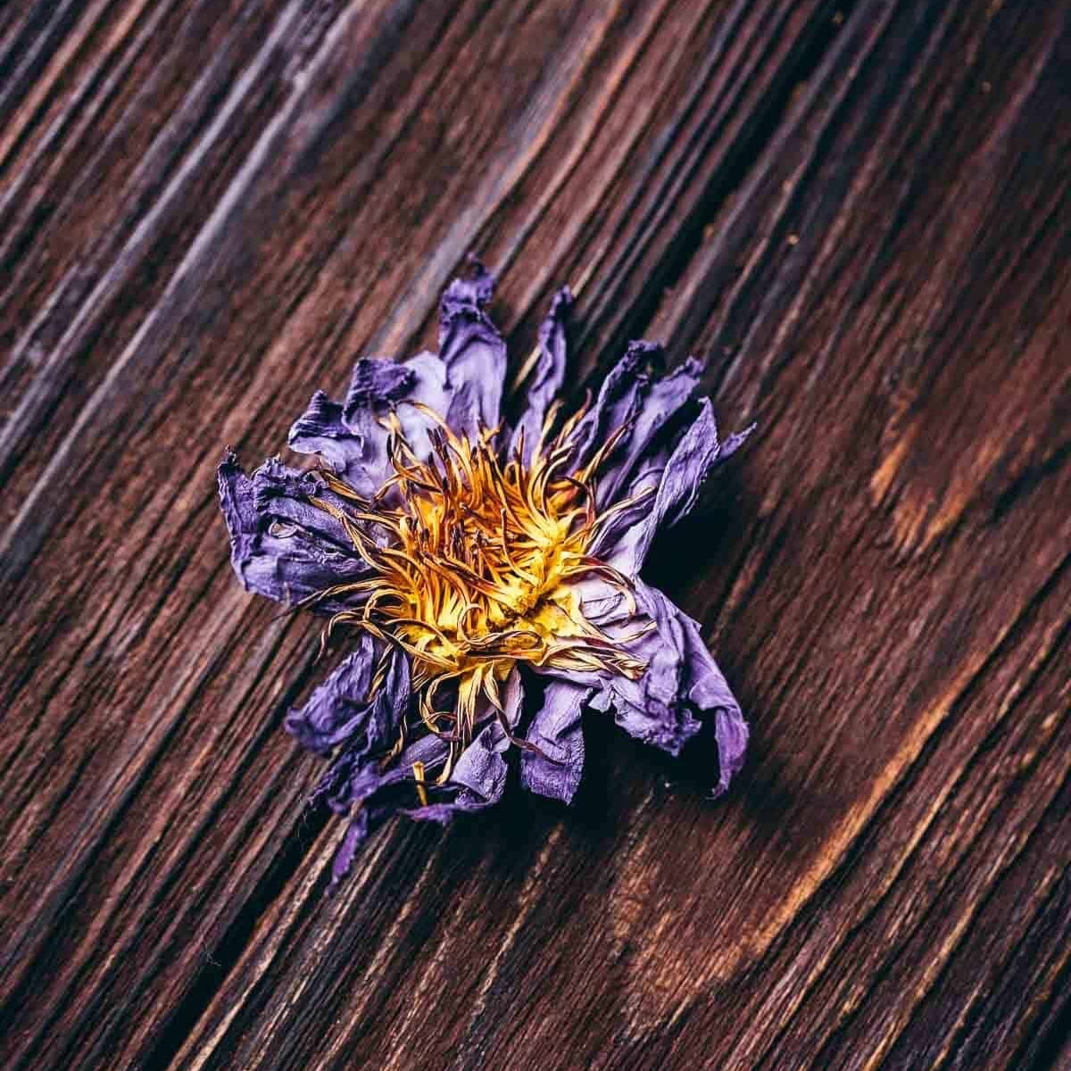 Whole Blue Lotus Flower (Nymphaea Caerulea Water Lilly) Aka Organic Dream Flower